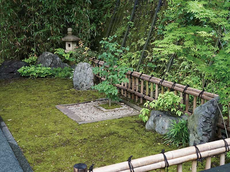 菩提樹 菩提樹