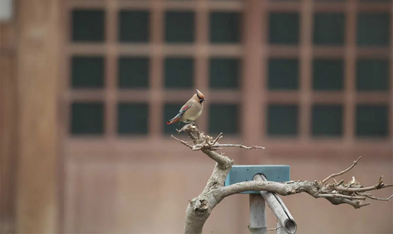 格子窓を背景にした枝と小鳥