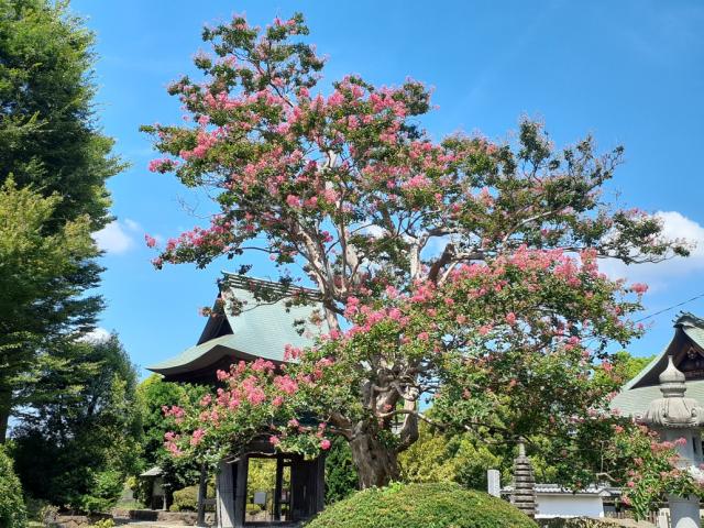 町田樹木葬　ほほえみの樹