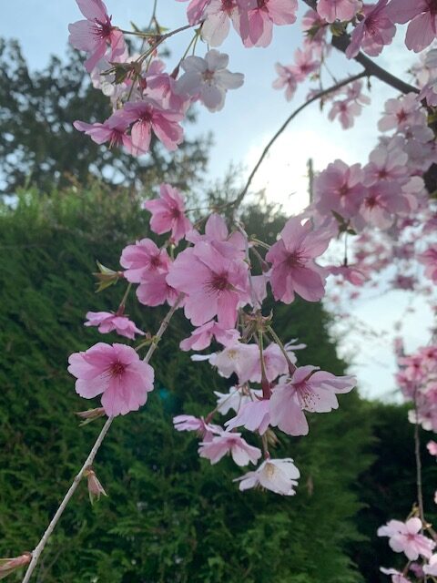 圓成寺　琵琶湖・堅田ふれあいパーク