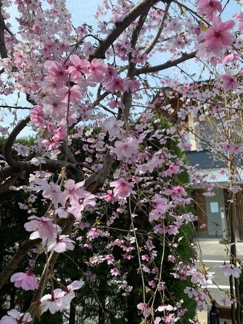 圓成寺　琵琶湖・堅田ふれあいパーク