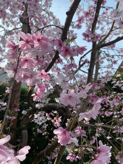 圓成寺　琵琶湖・堅田ふれあいパーク