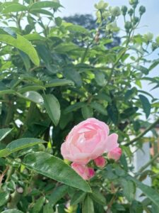 小山樹木葬　ほほえみの樹