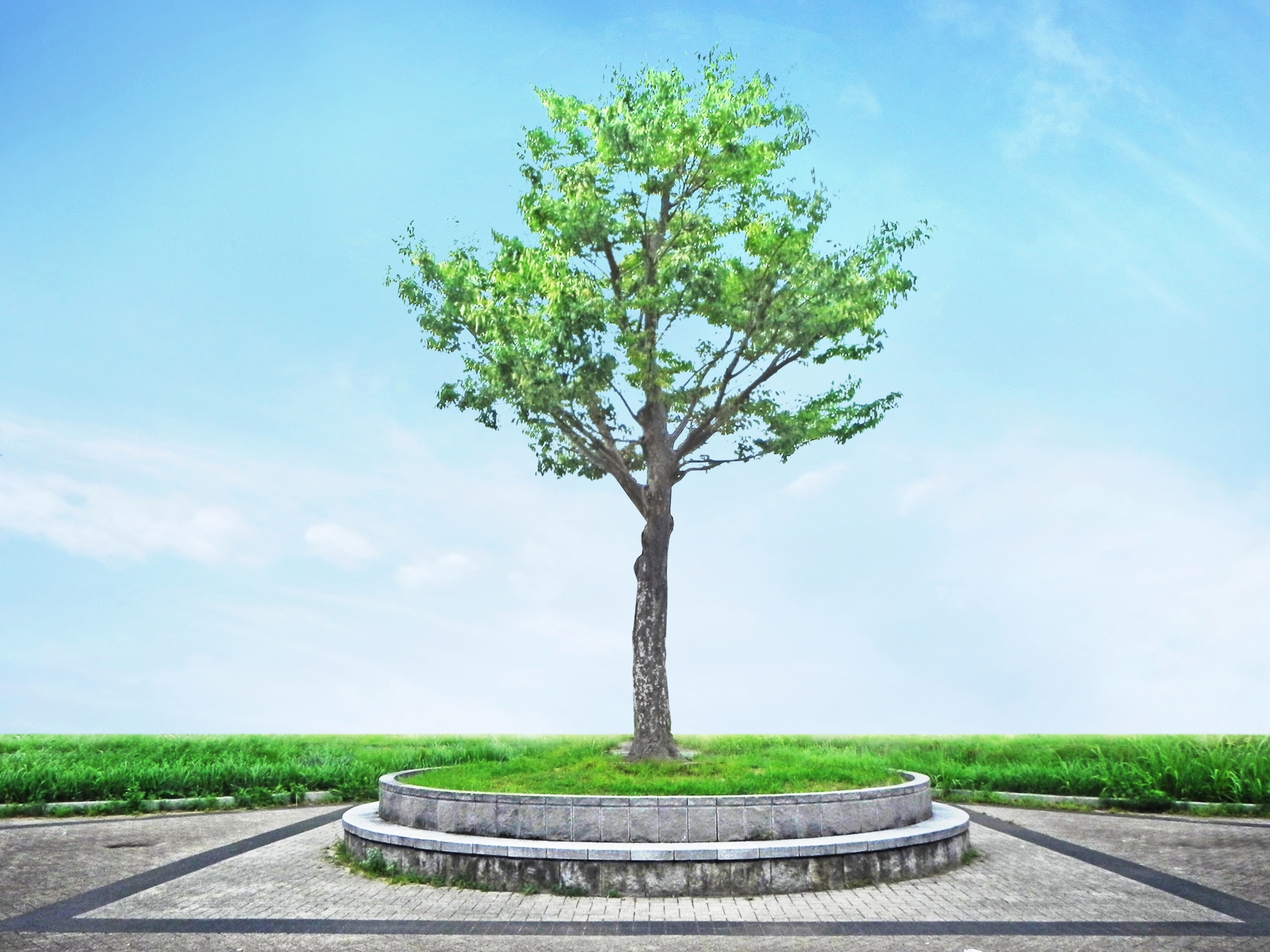 【東京都の樹木葬】費用相場・おすすめの霊園や選ぶ時の６つのポイントを解説